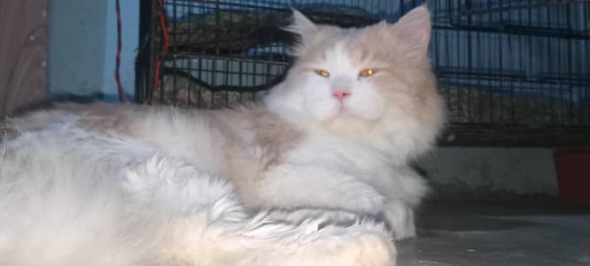 Ma Sha Allah - Beautiful Persian Male Cat (Monu) for Sale