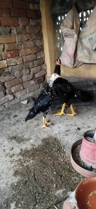 aseel lasani mhushka pair urgent sale