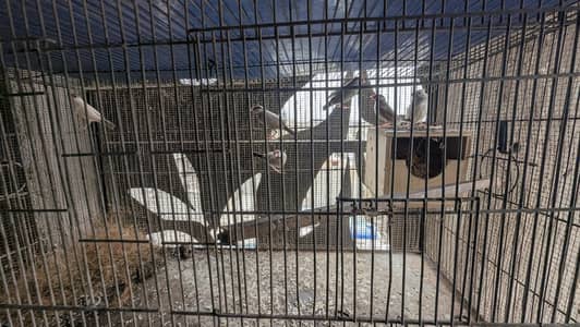 foan java breeder pair with chicks and cocatail breeder male