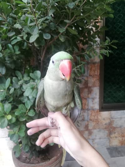 Two male Raw Kashmiri Parrots