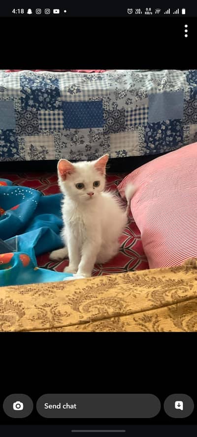 Persian cat with brown eyes,white furr
