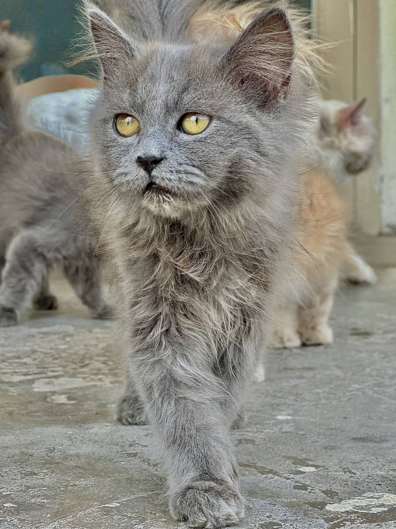 Persian Kittens 0