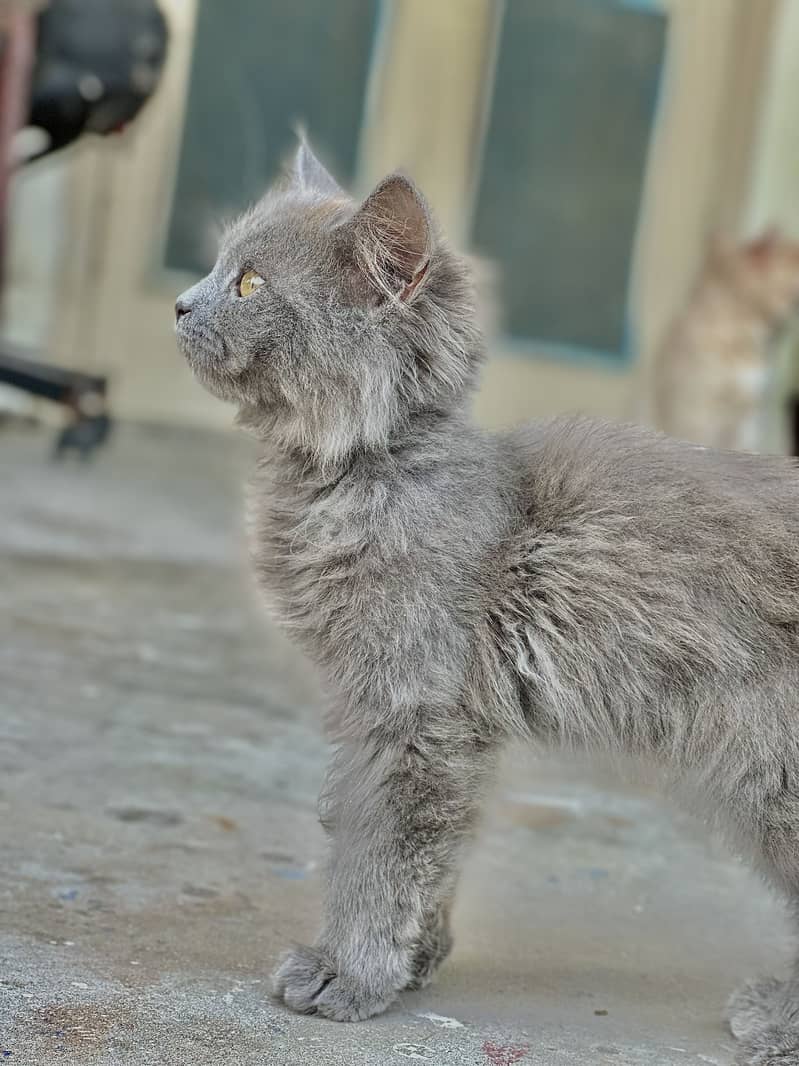 Persian Kittens 1