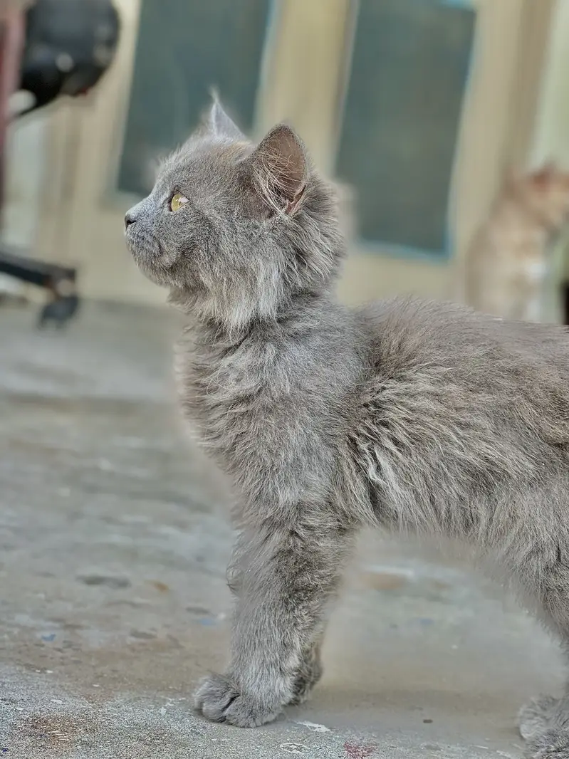 Persian Kittens — photo 2