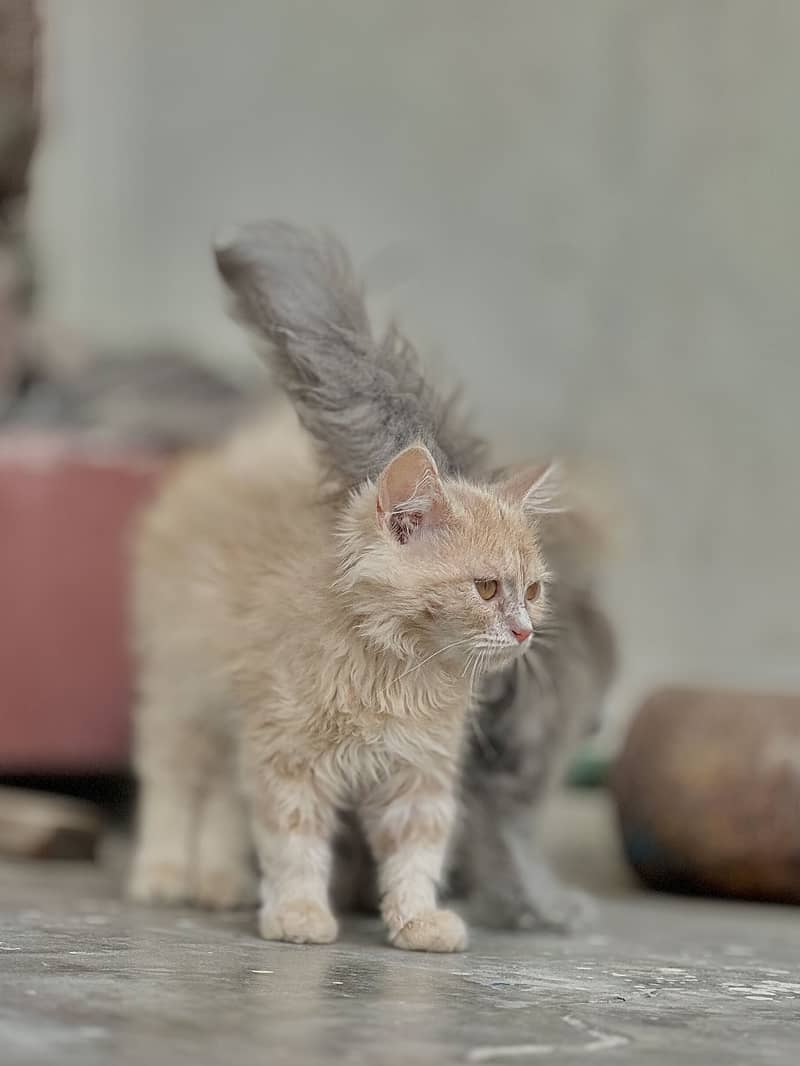 Persian Kittens 2