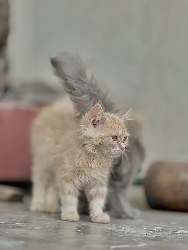 Persian Kittens — photo 3