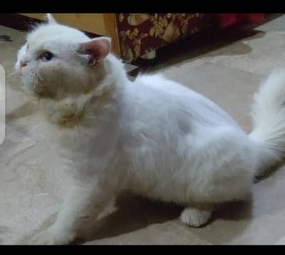 male cat