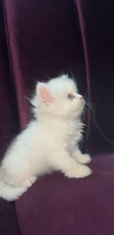 Persian cat triple coated
