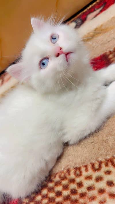 white pair avalible price 14000 persion litter traind eating home food