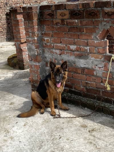 German shepherd female dog double coat