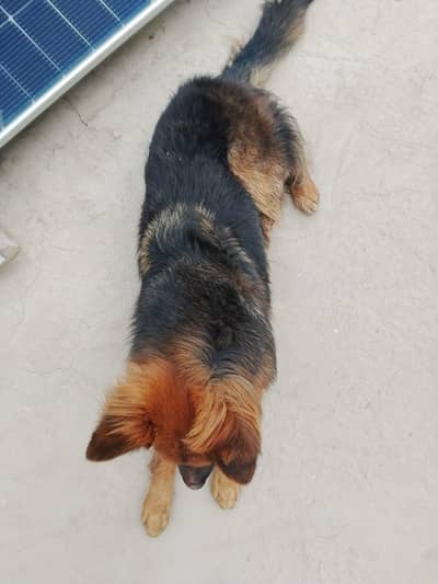 German shepherd female long coated for sale