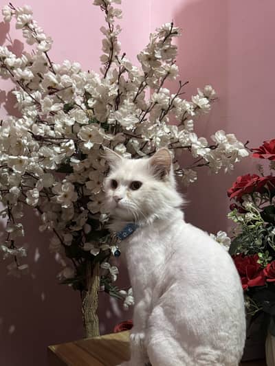 persian white cat