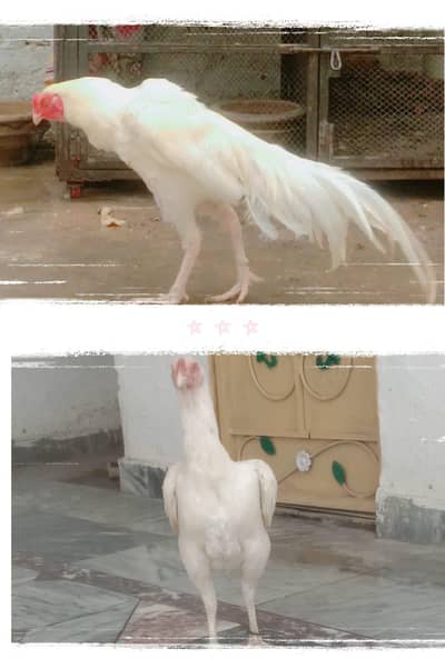 paper aseel pir and chicks/