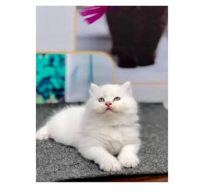 Persian cat for sale 2 month age available