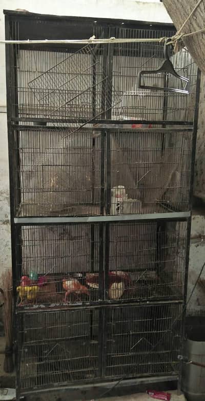 Bird's Cage