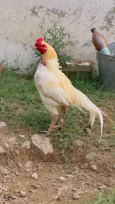 heera aseel