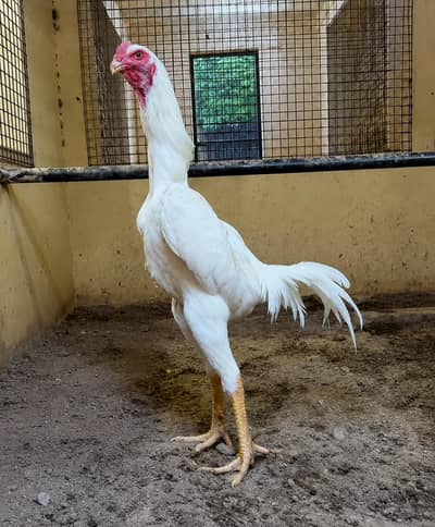 white Aseel Shamo Male_8 Months