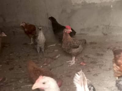 hen---age 3 month total piece 50 avaiable