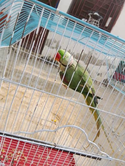 raw parrot male hand Tame
