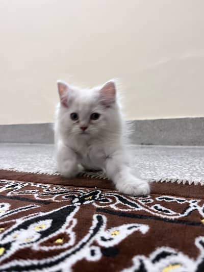 Turkish Angora kittens