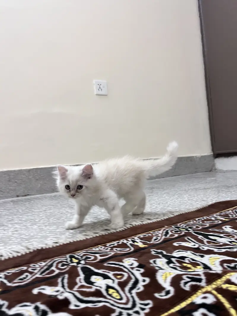 Turkish Angora kittens — photo 2