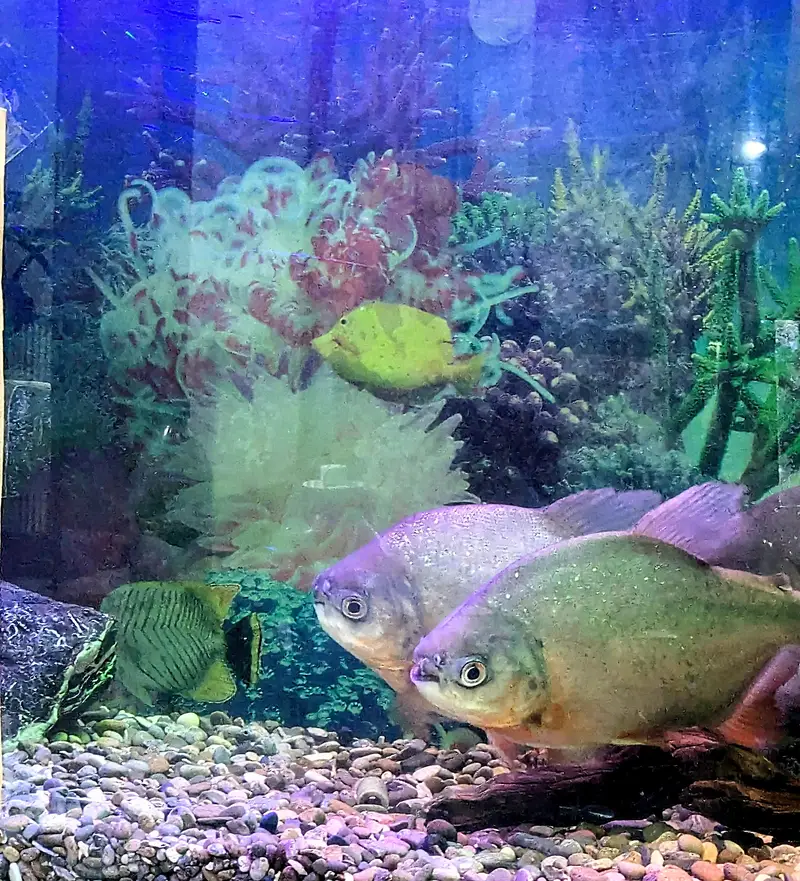 Red bellied Pacu — photo 2