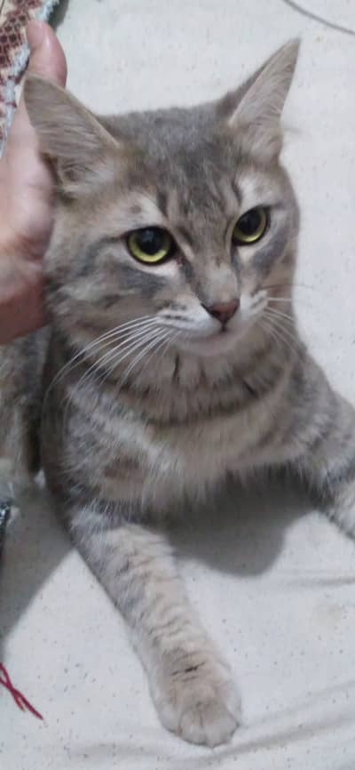 Turkiah angora