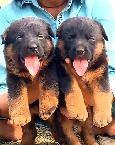 German Shepherd long coat male female for sale available