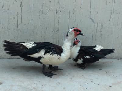 Muscovy ducks