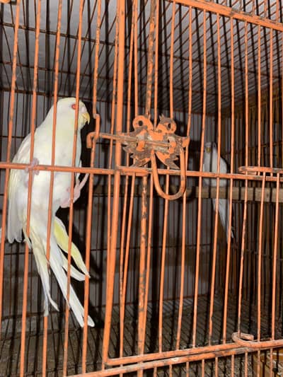 Bajri adult pair for sale, contact 03077965568