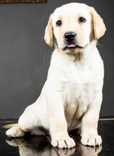 labrador  pup imported bloodline 03151466500