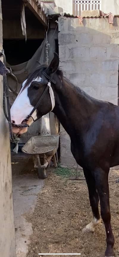 Desi horse