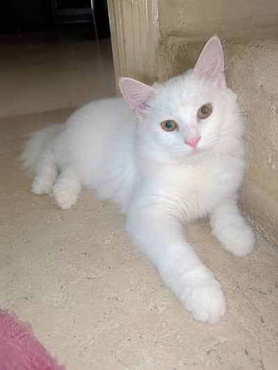 Male kitten 4 sale