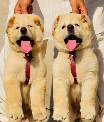 afghan Kuchi dog for sale available full security dog