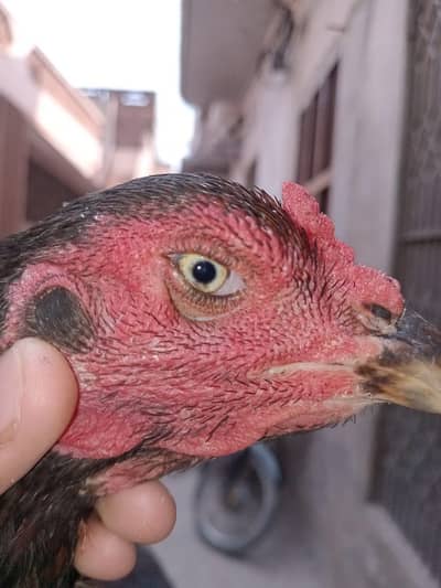 aseel walati, pakistani breeder female