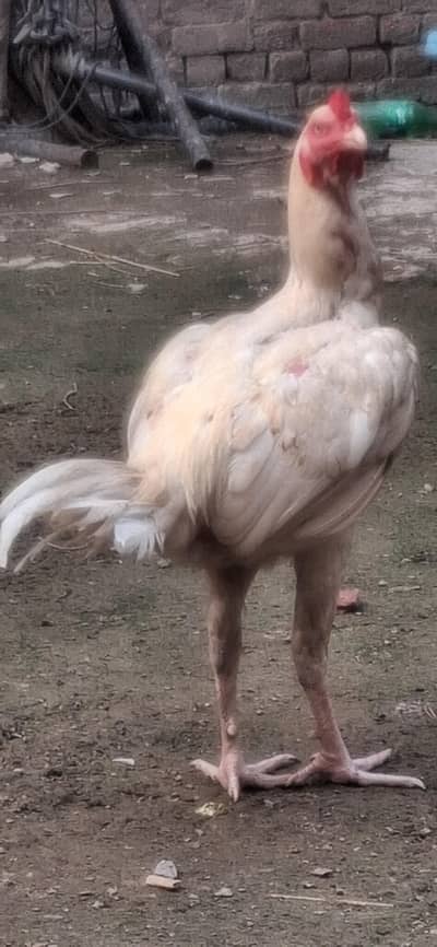 thai|heera|cross|breed