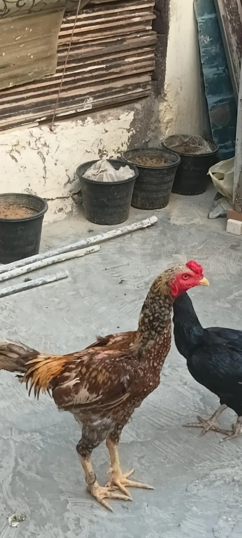murga urgent sale activity — photo 2