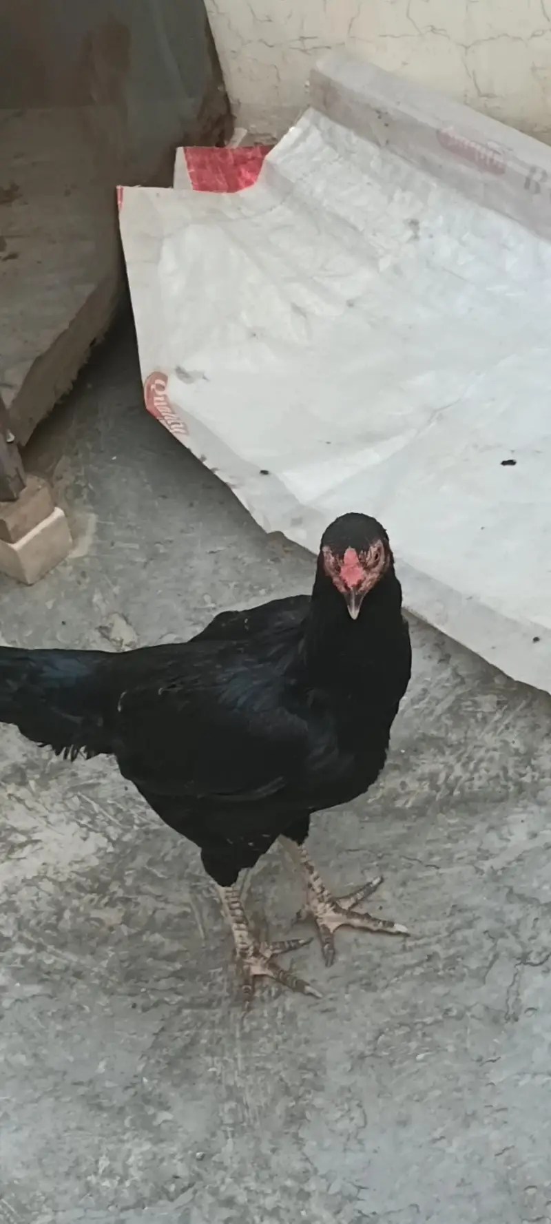 murga urgent sale activity — photo 4