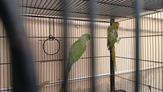 parrots,cocatails,lovebirds