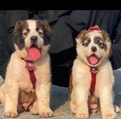 afghan Kuchi dog male female for sale available