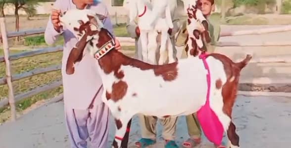3 Beachon wali Bakri For sale WhatsApp 0307,,6755,,083