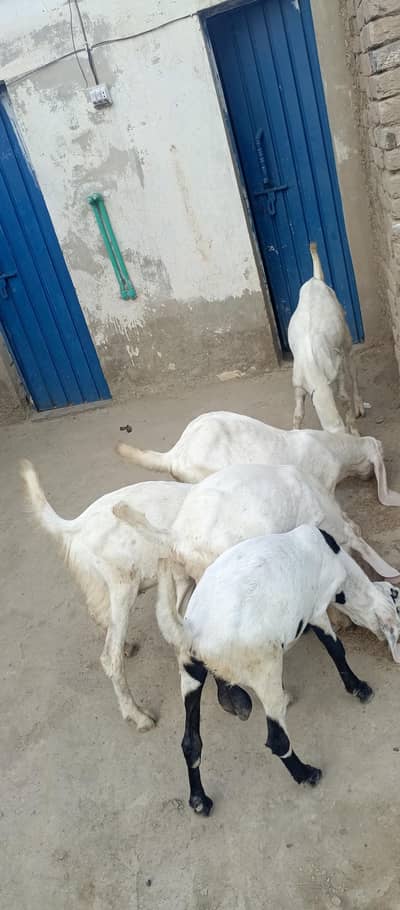 5 bakre for sale