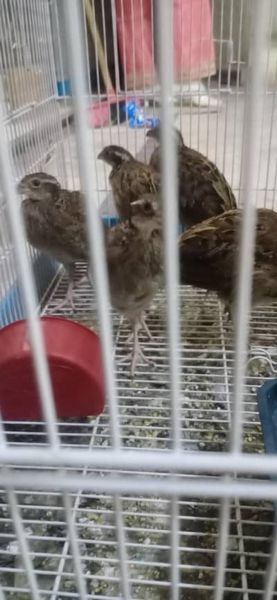 bobowhite quails