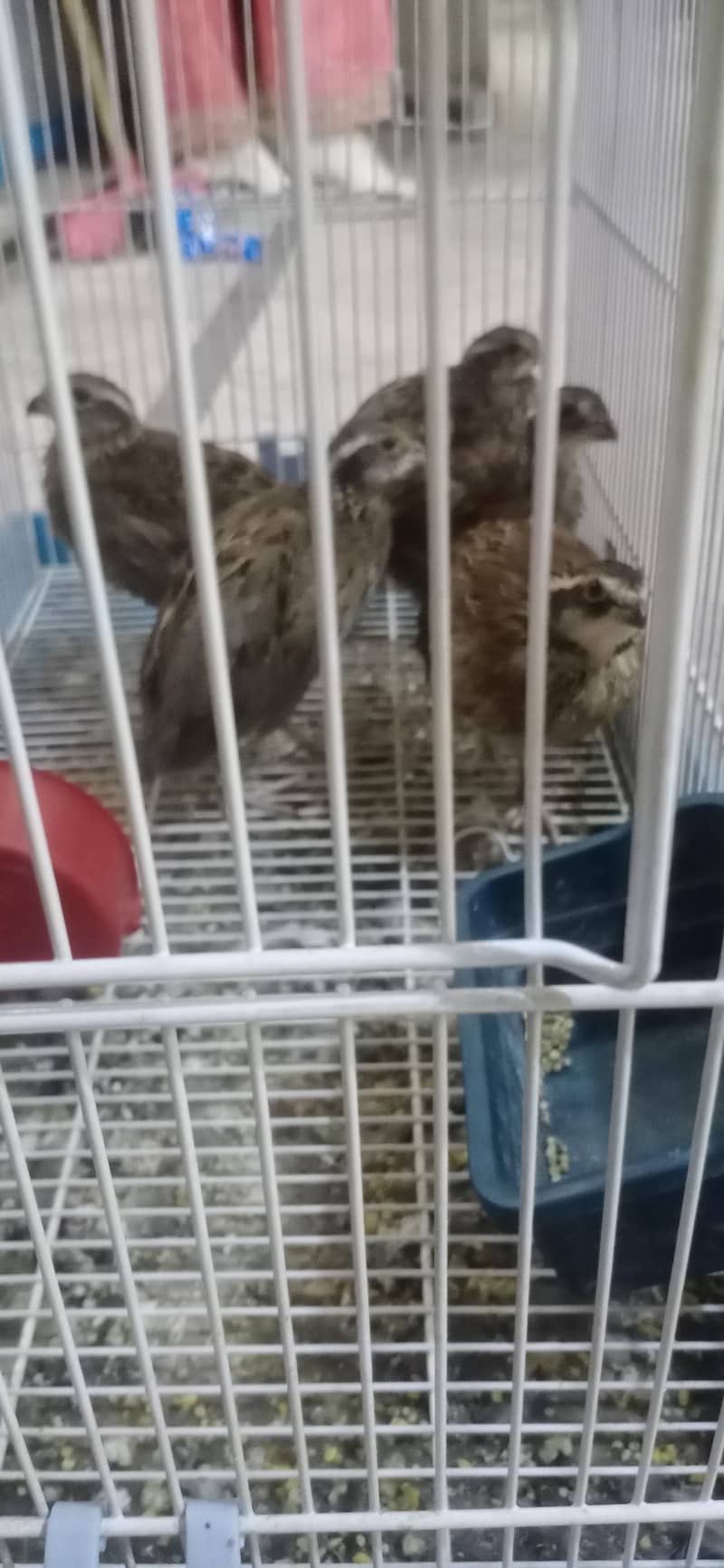 bobowhite quails 1
