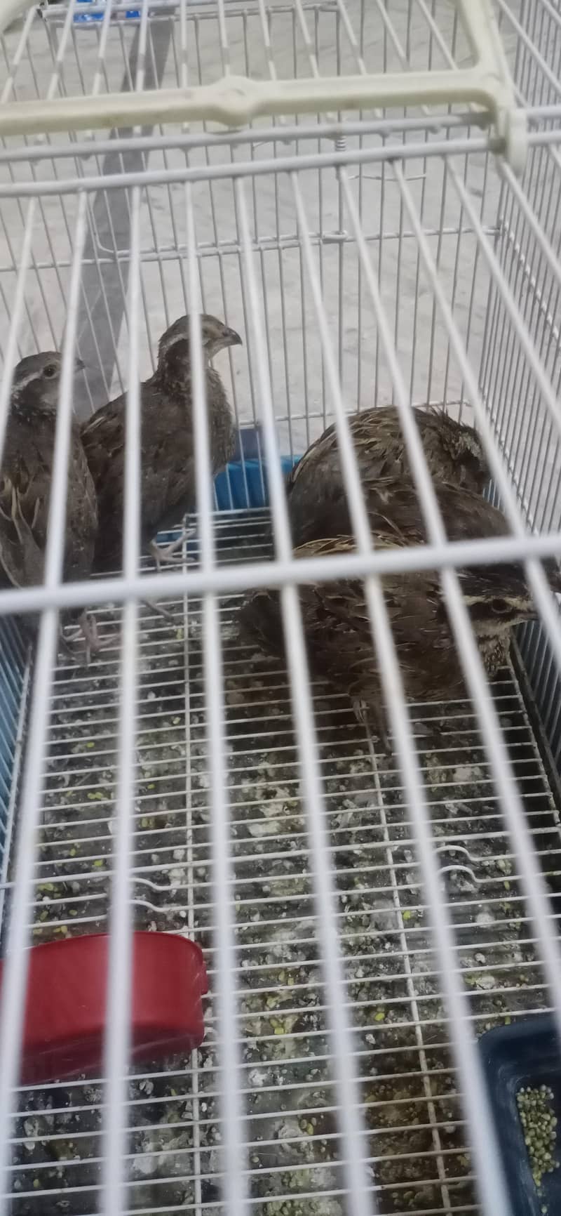 bobowhite quails 2