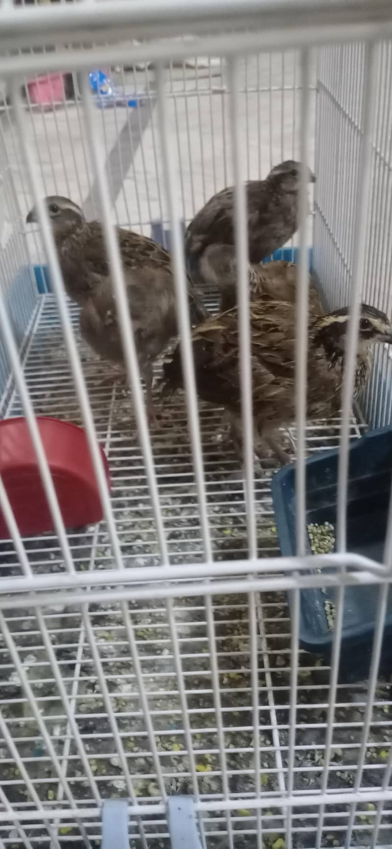 bobowhite quails 3