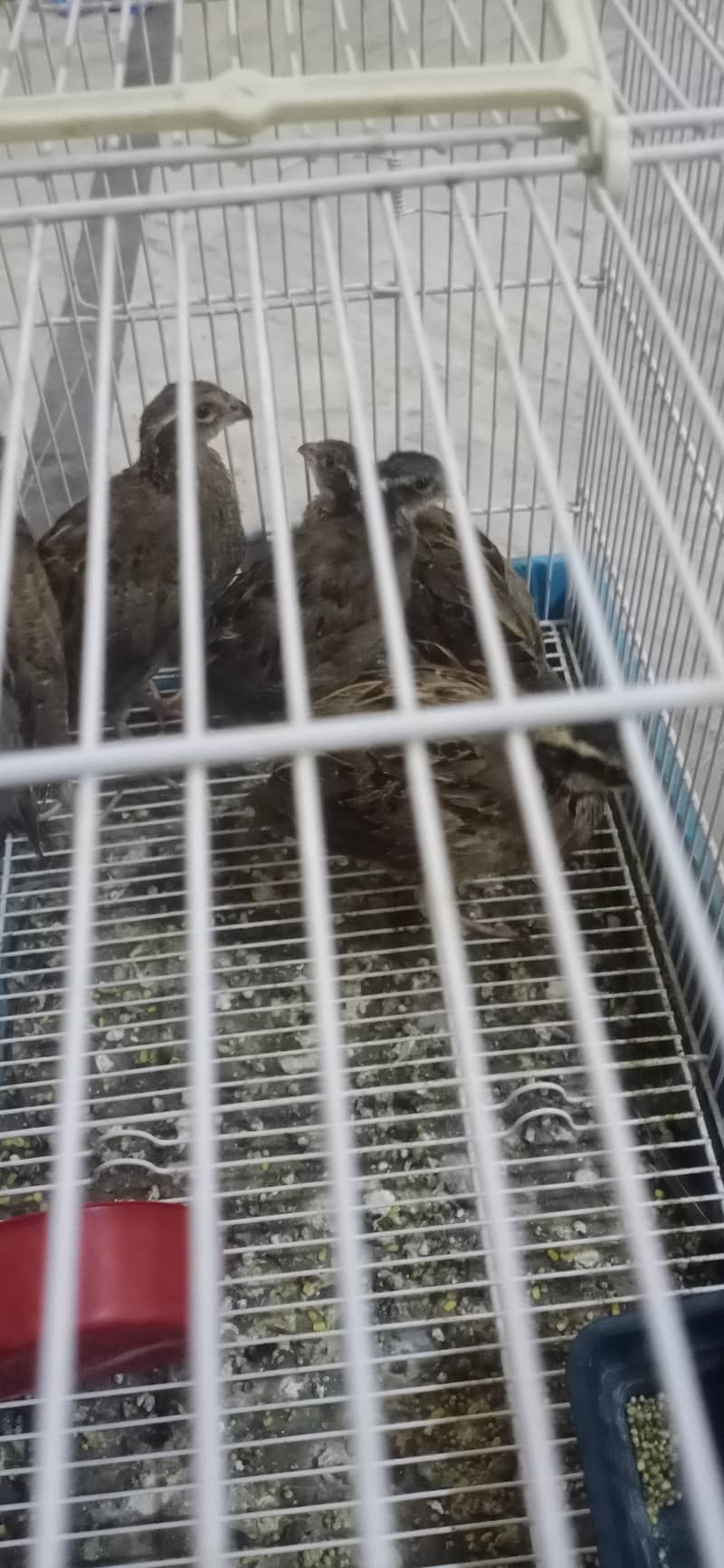 bobowhite quails 4