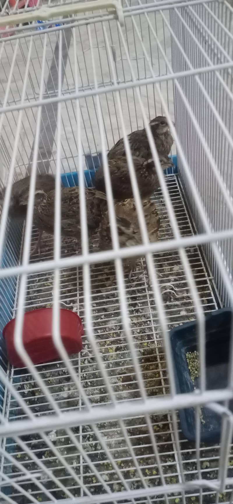 bobowhite quails 5