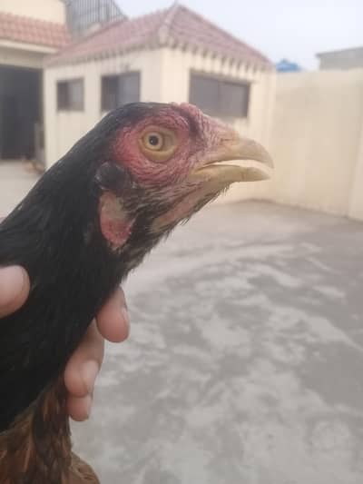 Amroha Female Breeder Aseel