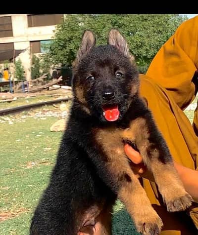 German Shepherd long coat male for sale available